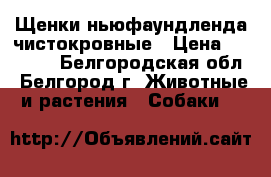 Щенки ньюфаундленда чистокровные › Цена ­ 30 000 - Белгородская обл., Белгород г. Животные и растения » Собаки   